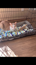 Lost Male Cat last seen Bryant St., Five Forks, Posey Hill, Black Bottom Rd., Liberty, SC 29657