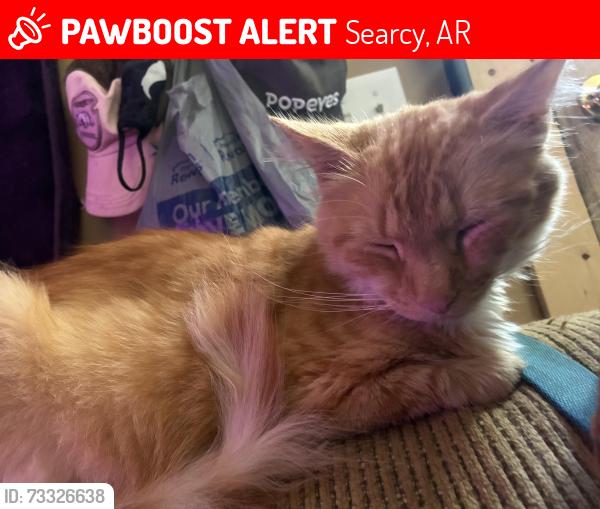 Lost Male Cat last seen Trailer park near river side park, Searcy, AR 72145