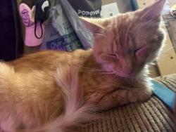 Lost Male Cat last seen Trailer park near river side park, Searcy, AR 72145