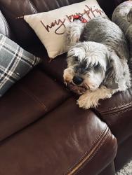 Reunited Female Dog last seen Near Oldenberg Ct, El Paso, TX 79938, USA, El Paso, TX 79938