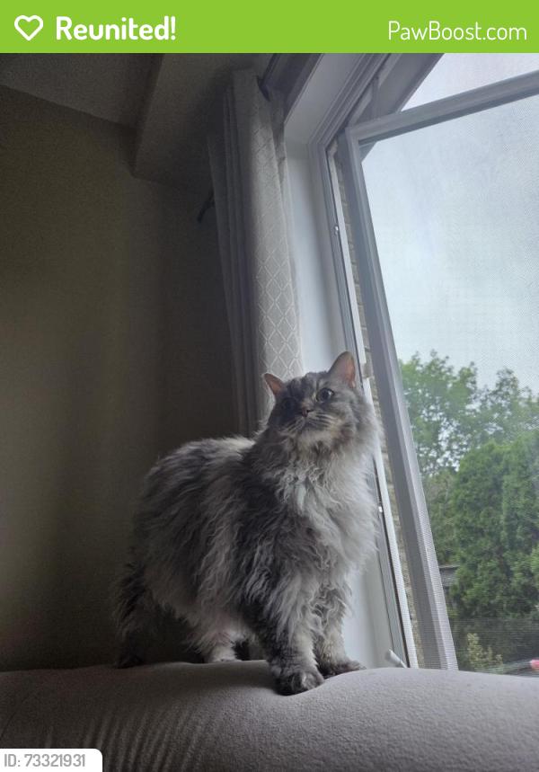 Reunited Female Cat last seen Bridgeport Crescent & Kitty Murray Ln, Hamilton, ON L9K 1K4