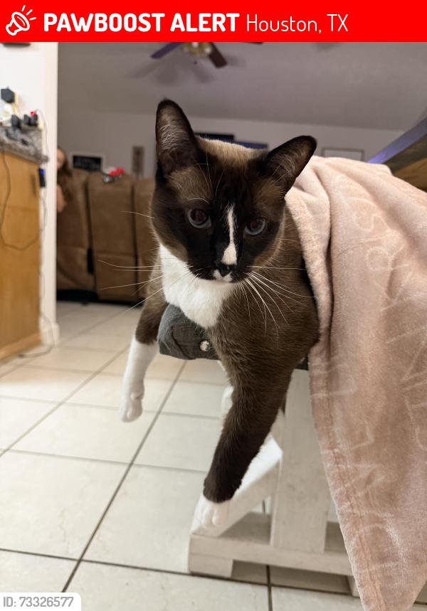 Lost Female Cat last seen Manordale Dr and Addicks Clodine, Houston, TX 77082