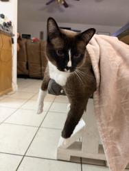 Lost Female Cat last seen Manordale Dr and Addicks Clodine, Houston, TX 77082