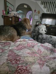 Reunited Female Dog last seen Behind kroger, Cabot, AR 72023