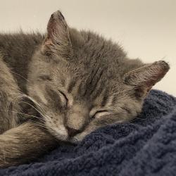 Shelter Stray Female Cat last seen , Animal Care & Control Team of Philly, 111 W Hunting Park Ave, Philadelphia, PA 19140, USA