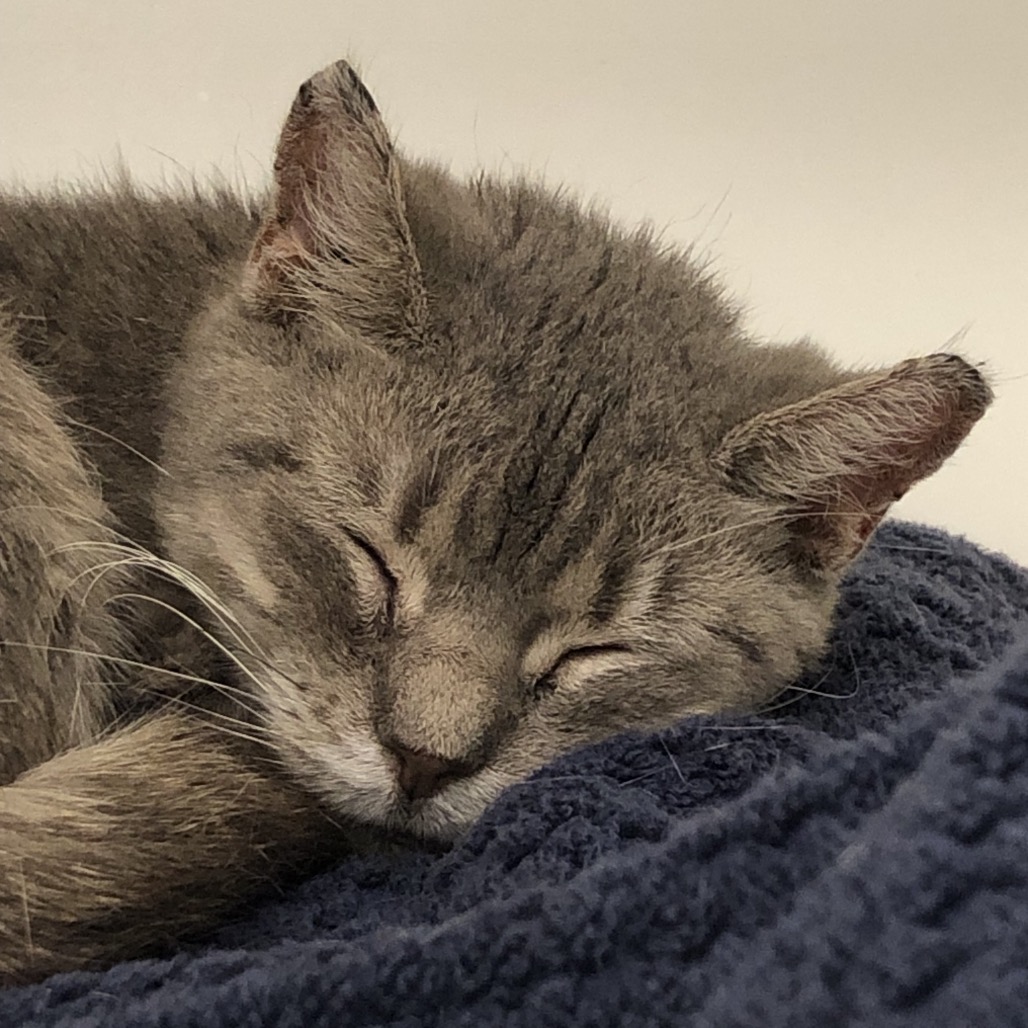 Shelter Stray Female Cat last seen , Animal Care & Control Team of Philly, 111 W Hunting Park Ave, Philadelphia, PA 19140, USA