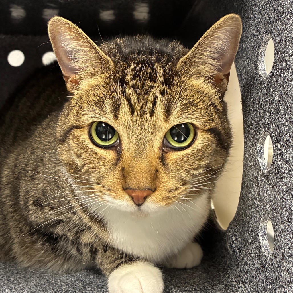 Shelter Stray Female Cat last seen , 328 Furman Hall Rd, Greenville, SC 29609, USA