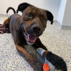 Shelter Stray Male Dog last seen , 328 Furman Hall Rd, Greenville, SC 29609, USA