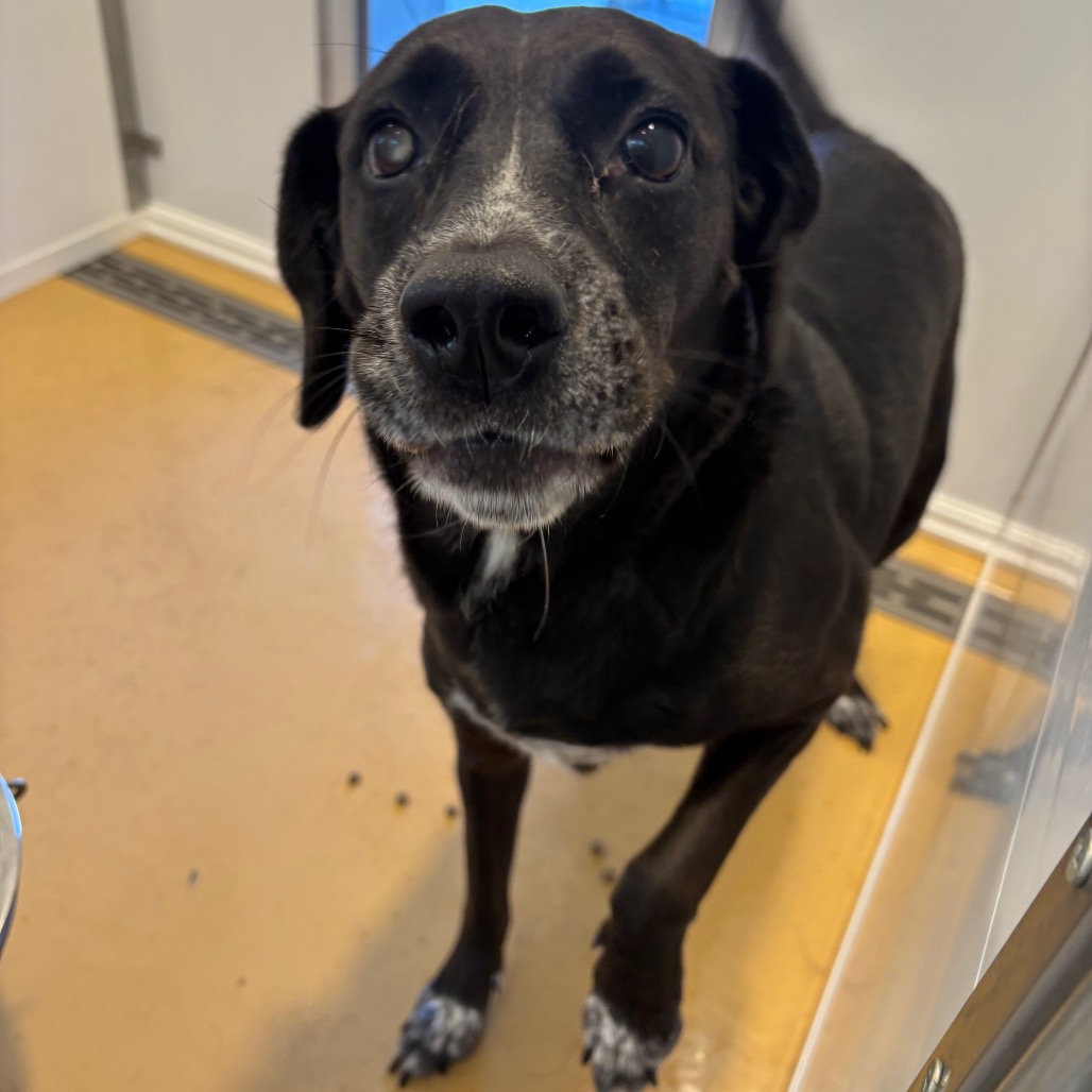 Shelter Stray Female Dog last seen , 300 N Main St, Fountain Inn, SC 29644, USA