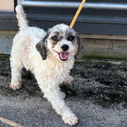 Shelter Stray Female Dog last seen , 300 N Main St, Fountain Inn, SC 29644, USA