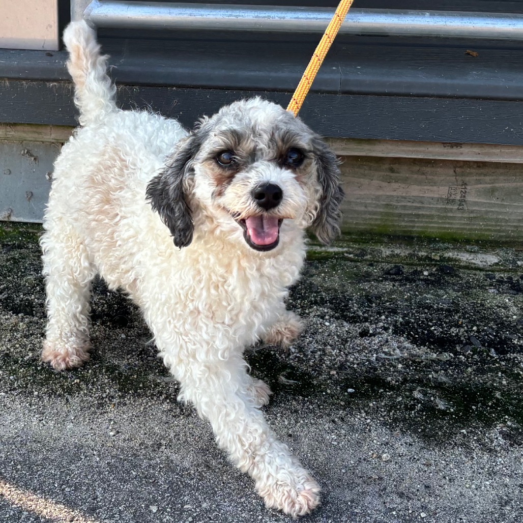 Shelter Stray Female Dog last seen , 300 N Main St, Fountain Inn, SC 29644, USA