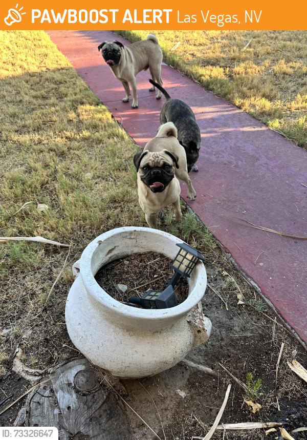 Found/Stray Unknown Dog last seen 16th St and Thelma Dr, Las Vegas, NV 89104
