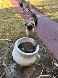 Found/Stray Unknown Dog last seen 16th St and Thelma Dr, Las Vegas, NV 89104