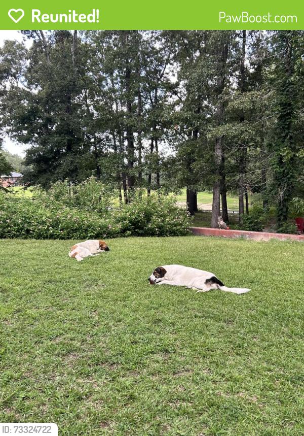 Reunited Female Dog last seen Nursery rd, Lillington, NC 27546