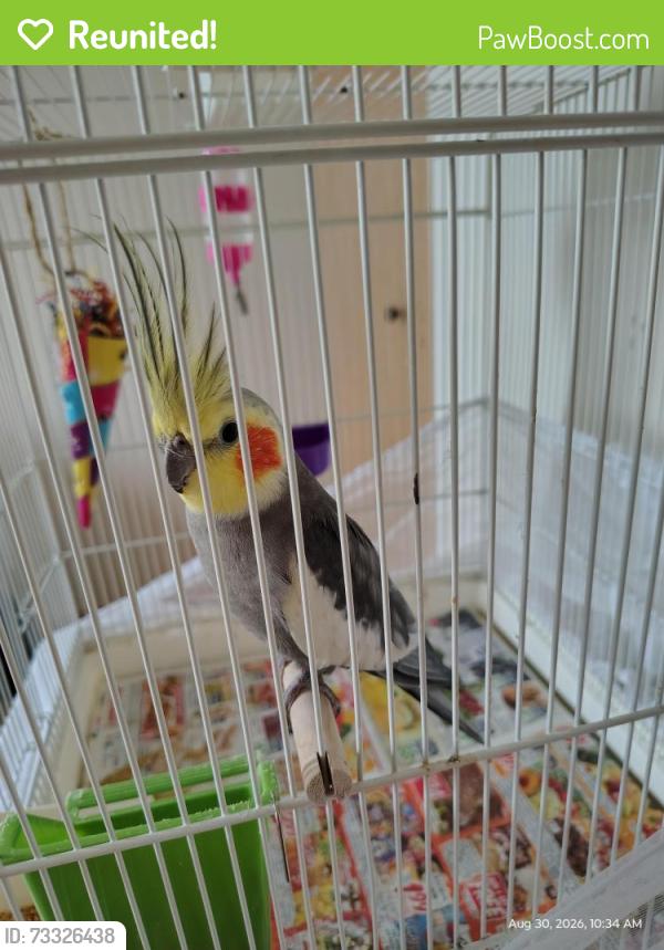 Reunited Male Bird last seen Weber rd and renwick rd, Lockport Township, IL 60403