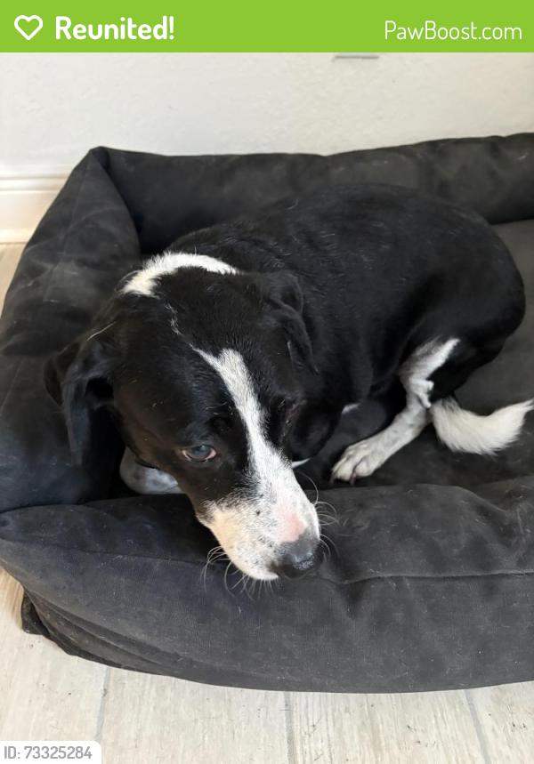 Reunited Female Dog last seen Boat yard dr, Hudson, FL 34667