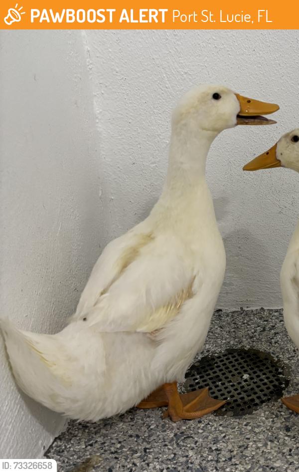 Found/Stray Unknown Bird last seen Port St. Lucie, Port St. Lucie, FL 34986