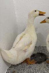 Found/Stray Unknown Bird last seen Port St. Lucie, Port St. Lucie, FL 34986