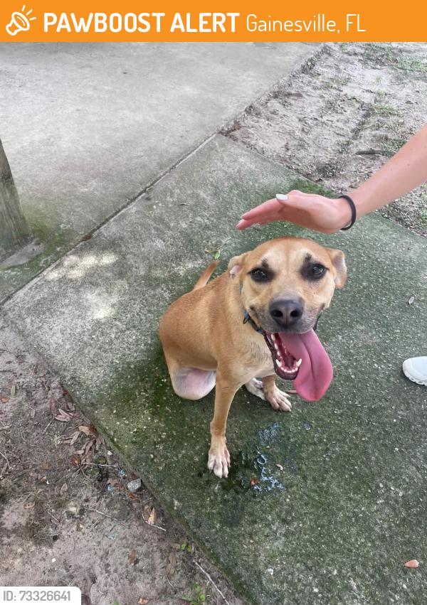 Found/Stray Male Dog last seen SE 5th, Gainesville, FL 32601