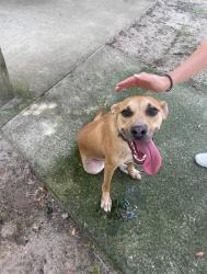 Found/Stray Male Dog last seen SE 5th, Gainesville, FL 32601