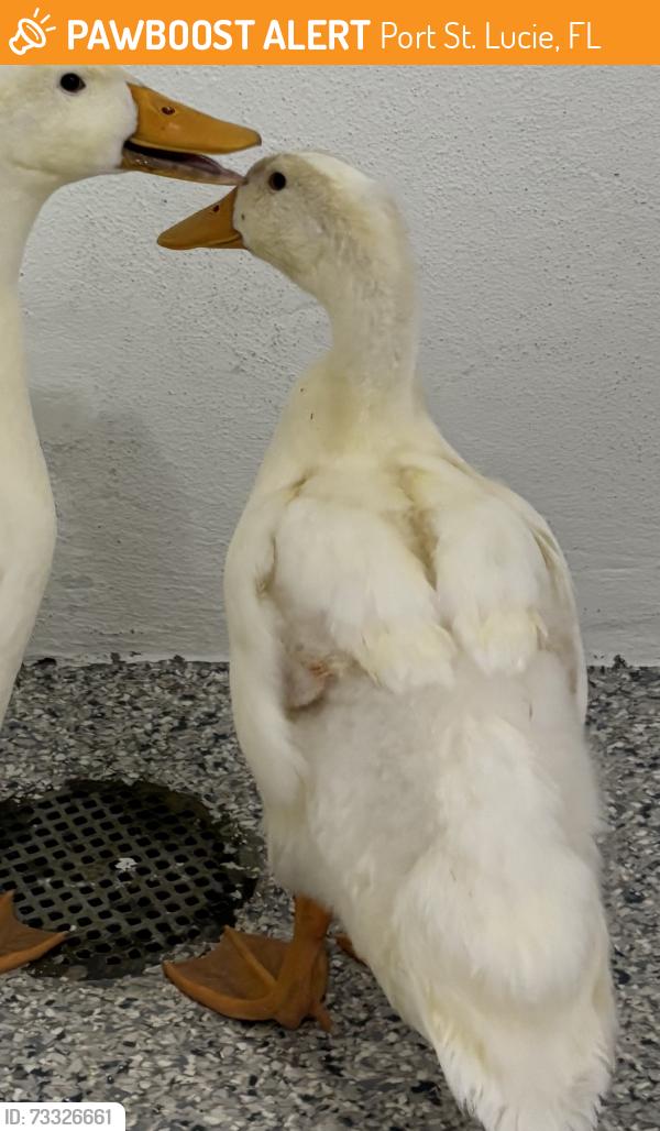 Found/Stray Unknown Bird last seen Port St. Lucie, Port St. Lucie, FL 34986