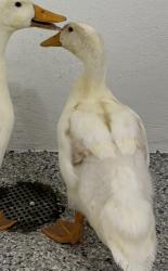Found/Stray Unknown Bird last seen Port St. Lucie, Port St. Lucie, FL 34986