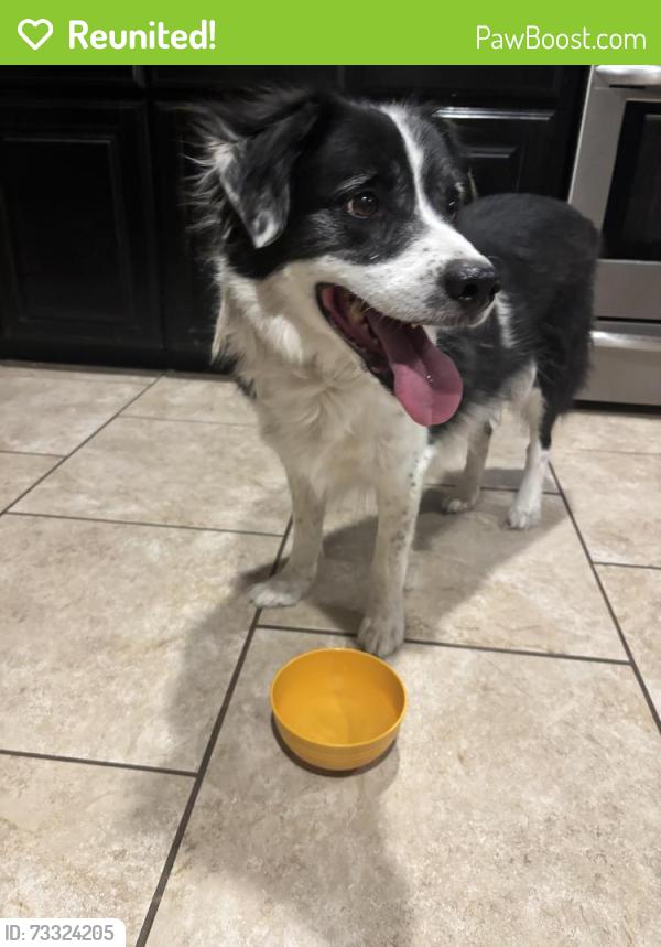 Reunited Unknown Dog last seen Mocking bird/349, Midland, TX 79705