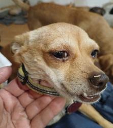 Lost Female Dog last seen Near A Street. Empire, CA 95319, Empire, CA 95319