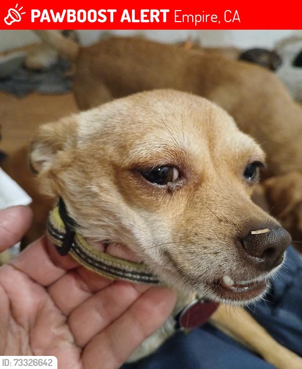 Lost Female Dog last seen Near A Street. Empire, CA 95319, Empire, CA 95319