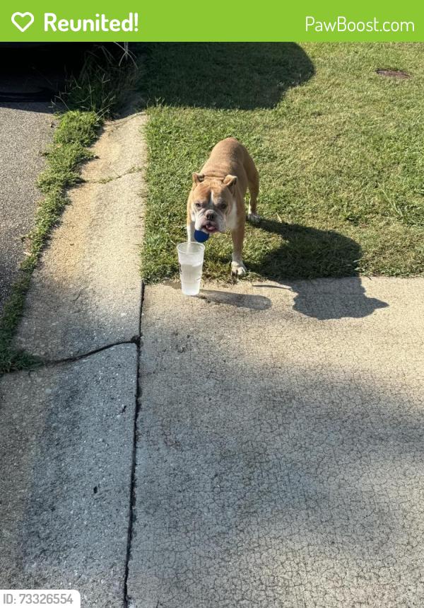 Reunited Male Dog last seen Hill Place (Near The Bethel Elementary Area), Mauldin, SC 29681