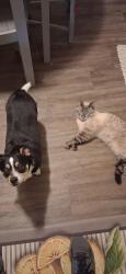 Reunited Male Cat last seen Reeder Ave. Napier and Maynard Drive across from fairplain plaza, Benton Harbor, MI 49022