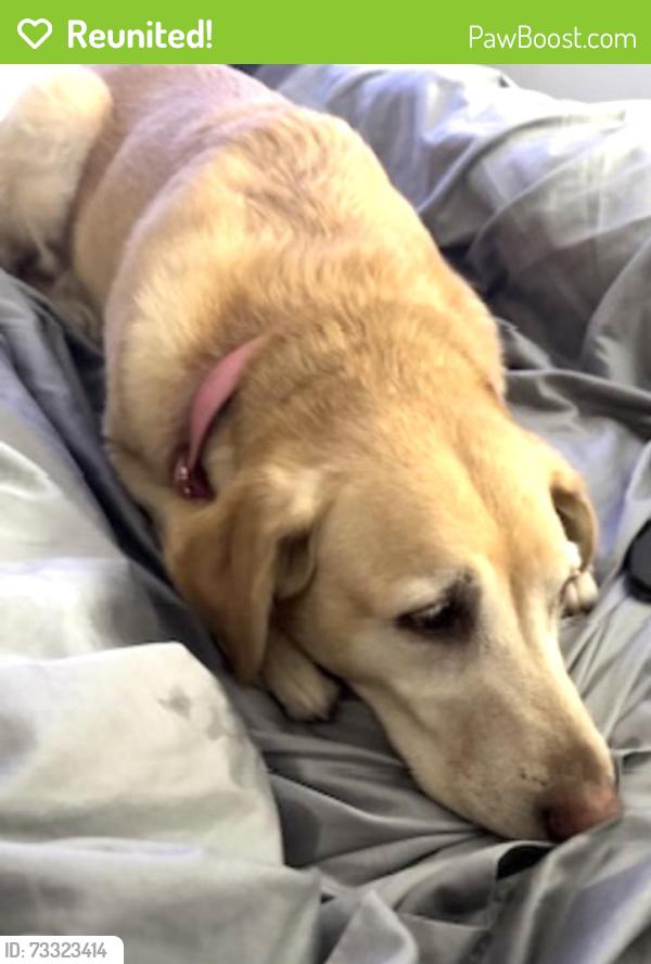 Reunited Female Dog last seen El Monte and Erbes road, Thousand Oaks, CA 91362