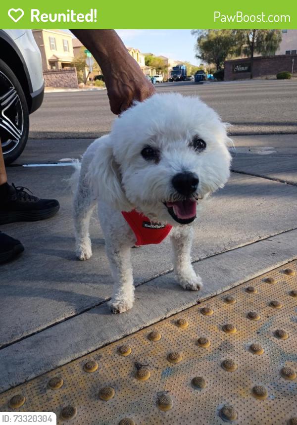 Reunited Male Dog last seen Windmill and Rainbow, Las Vegas, NV 89139