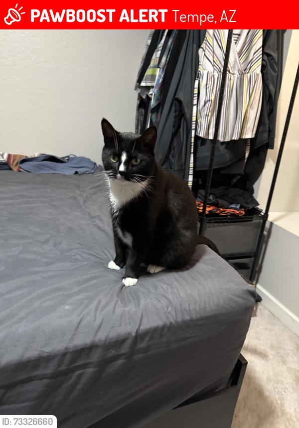 Lost Male Cat last seen Rural and Elliot, Tempe, AZ 85283