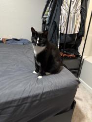 Lost Male Cat last seen Rural and Elliot, Tempe, AZ 85283