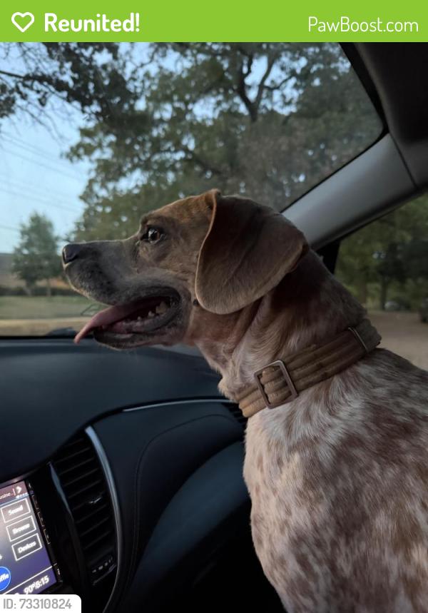 Reunited Male Dog last seen Thomas St and Scripture St, Denton, TX 76201