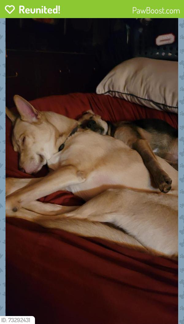 Reunited Male Dog last seen Gorman and 36th, Waco, TX 76710