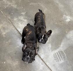 Reunited Male Dog last seen Airy Springs Road Easley, SC, Anderson County, SC 29642
