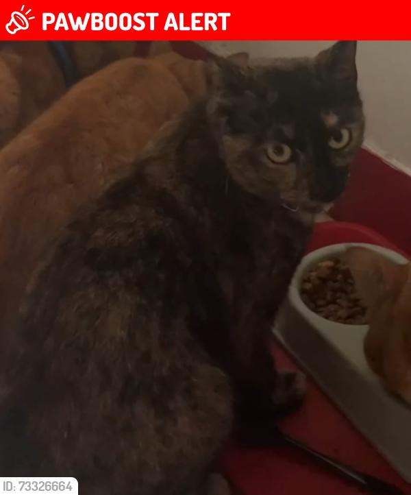 Lost Female Cat last seen Broadmark road, Berkshire, England 