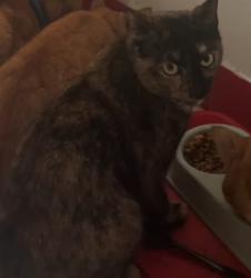 Lost Female Cat last seen Broadmark road, Berkshire, England 