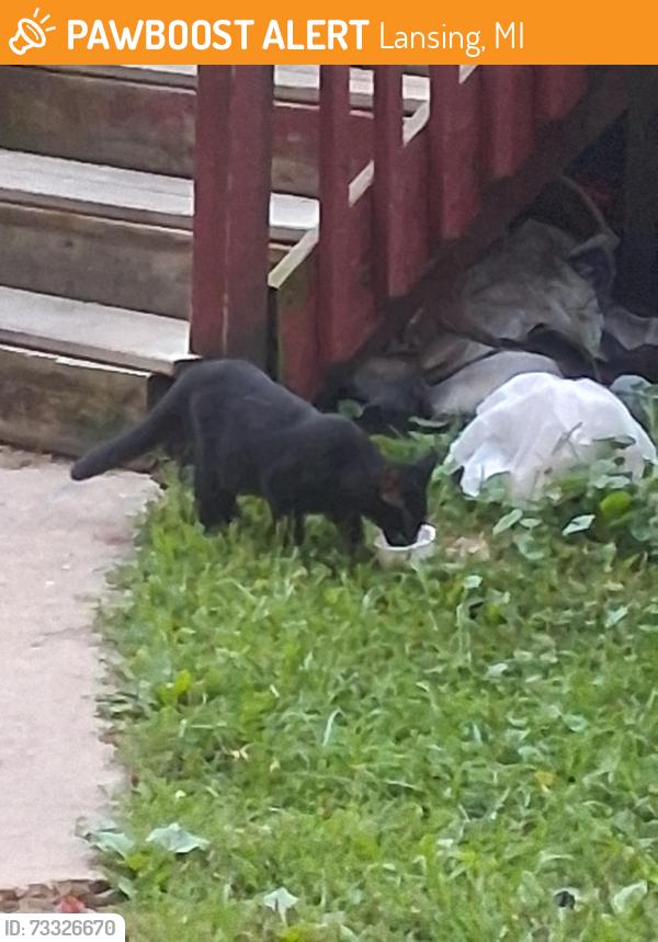 Found/Stray Unknown Cat last seen Elizabeth, Lansing, MI 48912