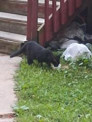 Found/Stray Unknown Cat last seen Elizabeth, Lansing, MI 48912