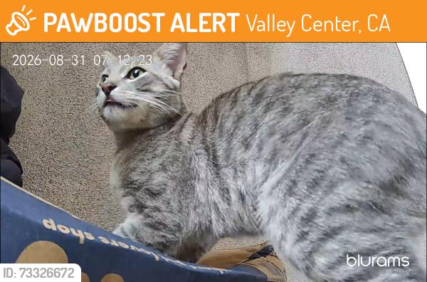 Found/Stray Unknown Cat last seen Lilac Road and Betsworth, Valley Center, CA 92082