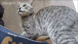 Found/Stray Unknown Cat last seen Lilac Road and Betsworth, Valley Center, CA 92082