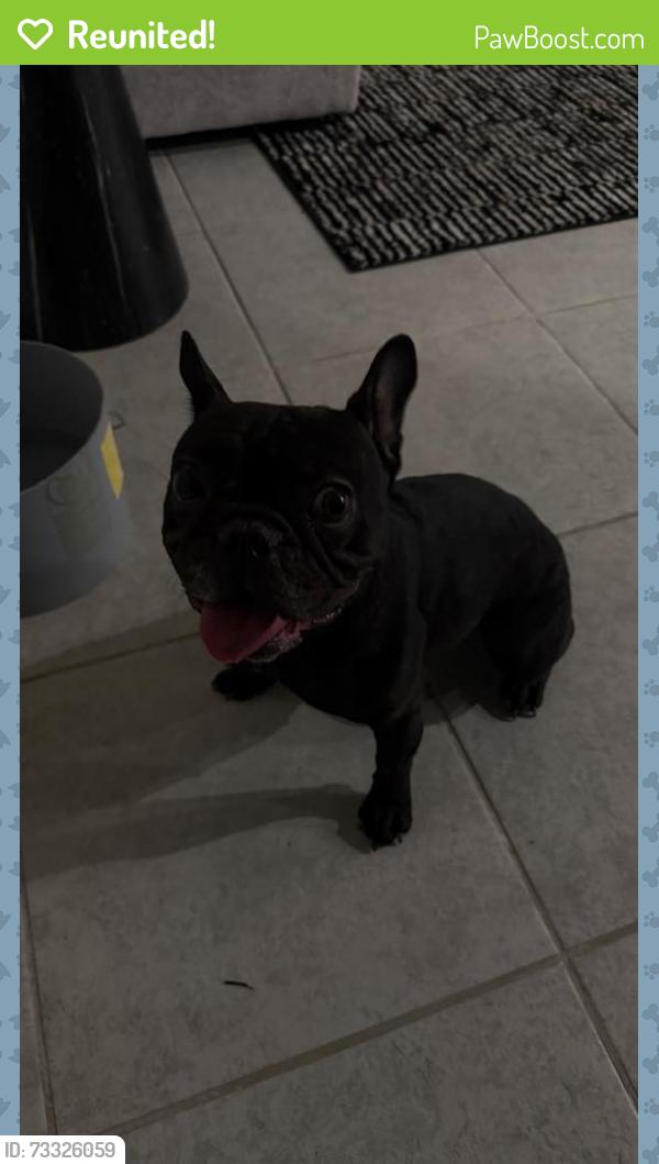 Reunited Female Dog last seen Southern and Apache, Buckeye, AZ 85326