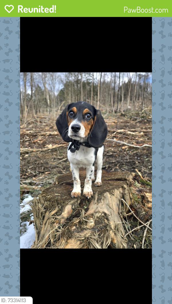 Reunited Male Dog last seen Cherry Tree PA, Cherry Tree, PA 15724