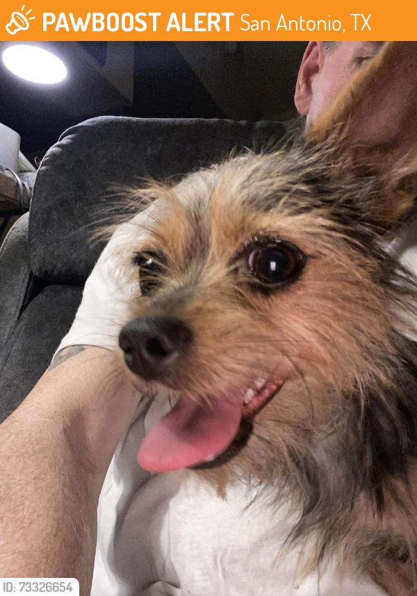 Found/Stray Male Dog last seen Raybon and Galahad dr, San Antonio, TX 78218