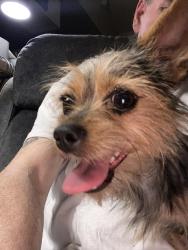 Found/Stray Male Dog last seen Raybon and Galahad dr, San Antonio, TX 78218