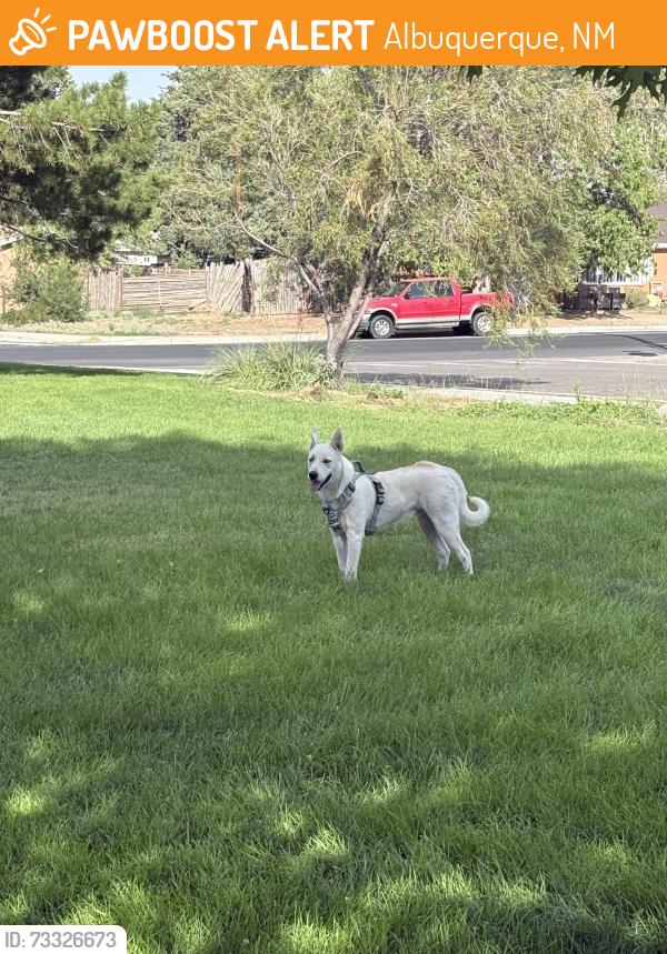 Found/Stray Unknown Dog last seen Matheson park, Albuquerque, NM 87112