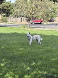 Found/Stray Unknown Dog last seen Matheson park, Albuquerque, NM 87112